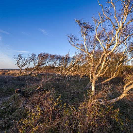 Ängelholms strandskog