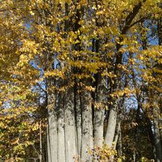 Paluobės daugiakamienė liepa