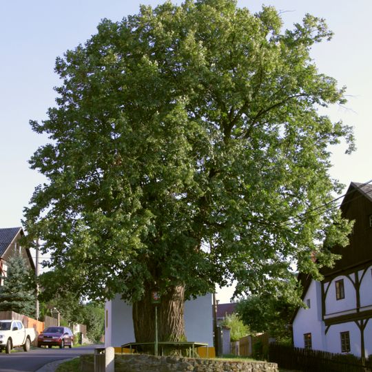 Lípa v Nové Vsi u Střekova