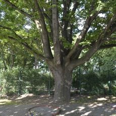 Quercus robur at Hanspaulka