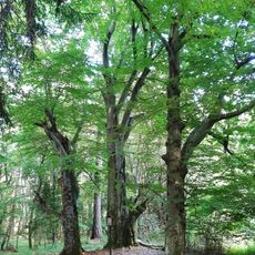 Buk lesní (3 exempláře)