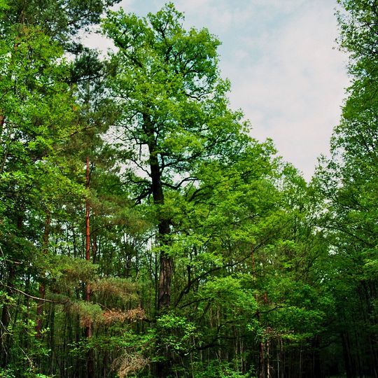 Pinnower Läuche und Tauersche Eichen