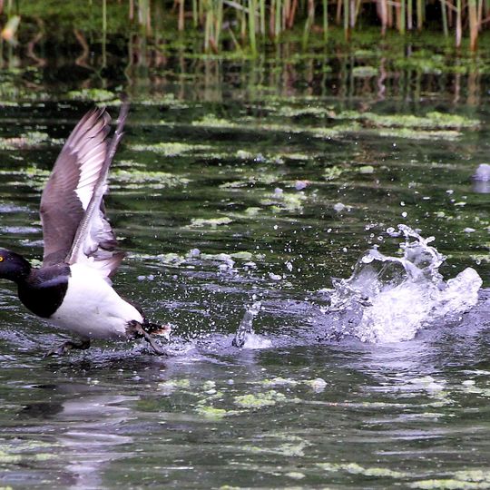 Rye Meads nature reserve
