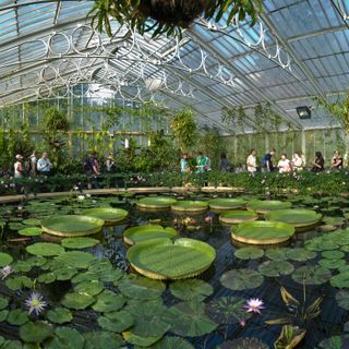 Water Lily House