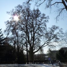 Platan javorolistý na Hybešově