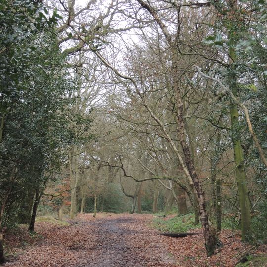 Merrion's Wood