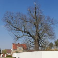 Naturdenkmal Winterlinde
