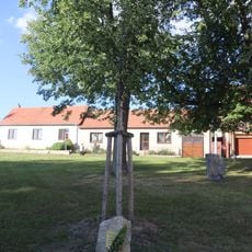 Čestná lípa Josefa Pěnčíka