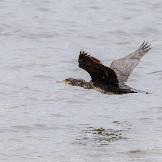 Wismarbucht und Salzhaff