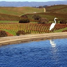 Napa Valley
