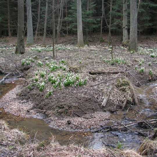Velká a Malá olšina