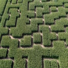 Pop Corn Labyrinthe