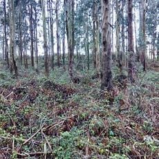 Castro de Punta Mourón