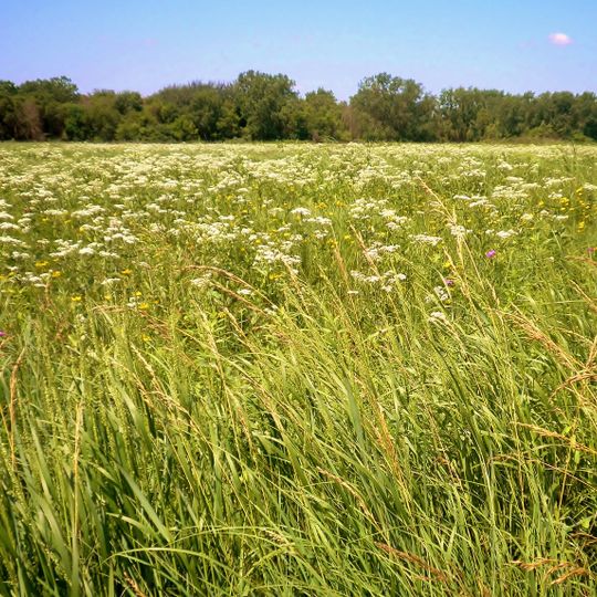 Gensburg-Markham Prairie