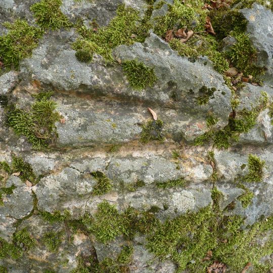 Polissoir des Griffes du Diable