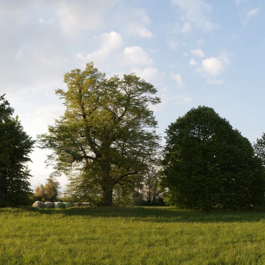 Winterlinden von Langwaden
