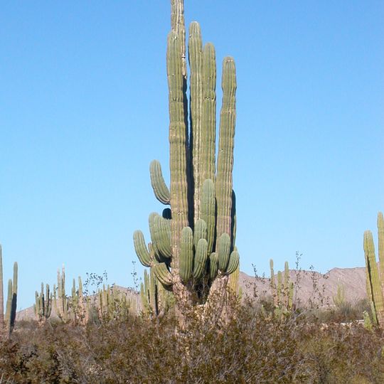 Valle de Los Gigantes
