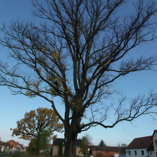 Naturdenkmal [[Ulmen