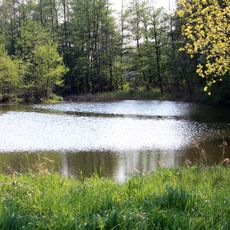 Graureiherkolonie bei Harsewinkel
