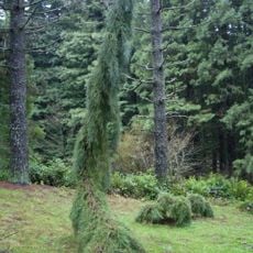 Hoyt Arboretum