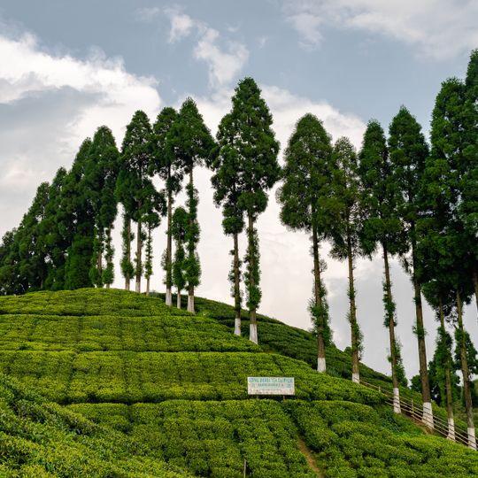 Gopaldhara Tea Estate