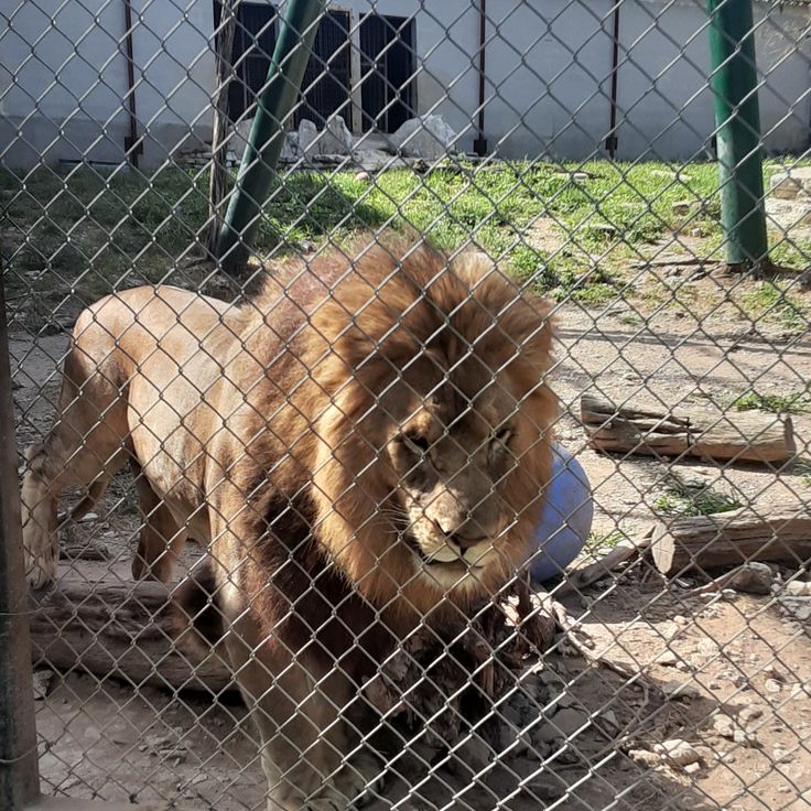Austin Zoo