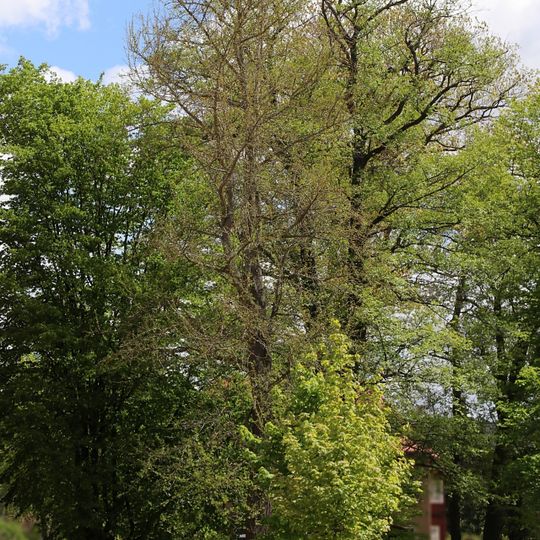 Ginkgo in Rochlitz