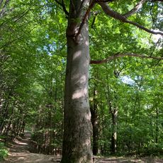 Buk Černých myslivců