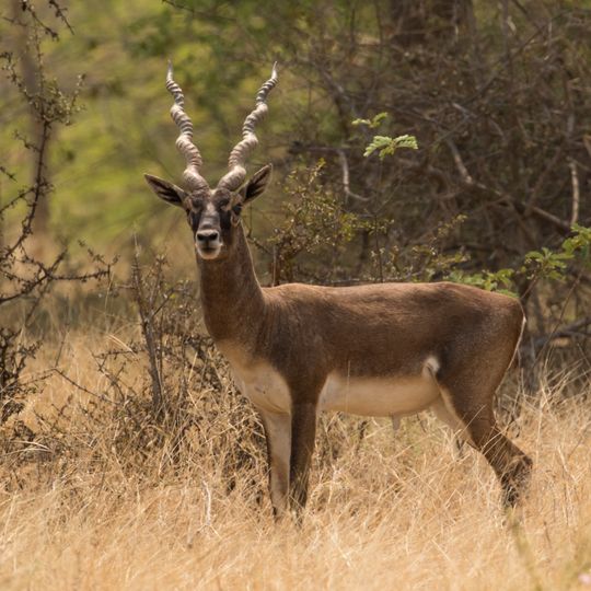 Jayamangali Blackbuck Reserve