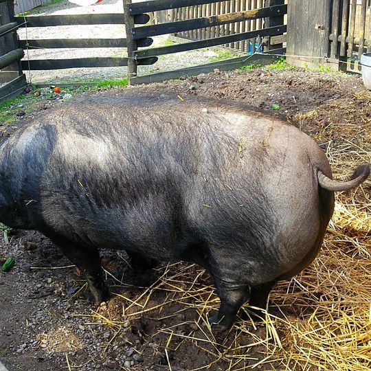 Ferme éducative de Rhinau