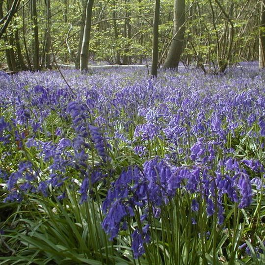 Blake's Wood & Lingwood Common
