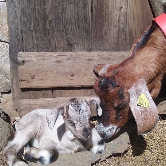 Ferme pédagogique des Bornottes