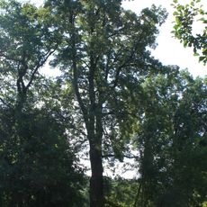 Dub letní a lípa malolistá