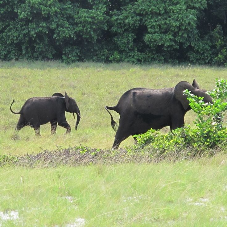 Parque Nacional Loango