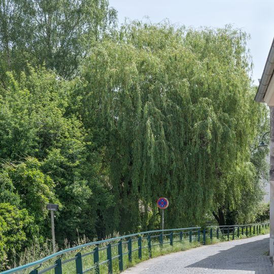 Trauerweide im Wehrgraben