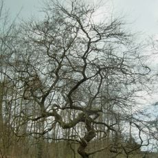 Süntel (Landkreis Schaumburg)