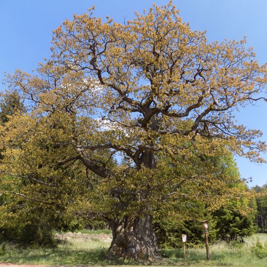 Dub na Záběhlé - dvoják