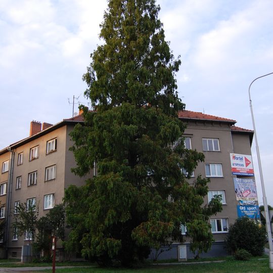 Metasekvoje na Střelnici