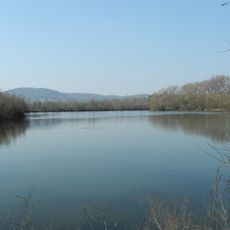 Schwimmkaute bei Mehlen