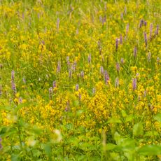 Südlicher Bliesgau/Auf der Lohe