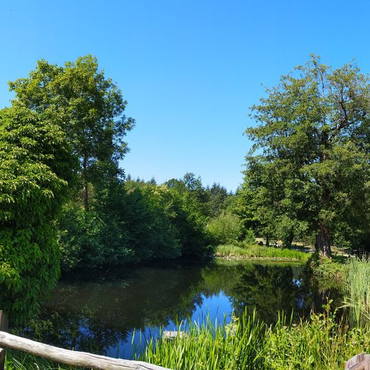 Teich mit großer Schwarzerle
