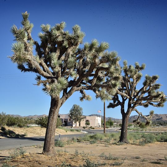 Yucca Valley