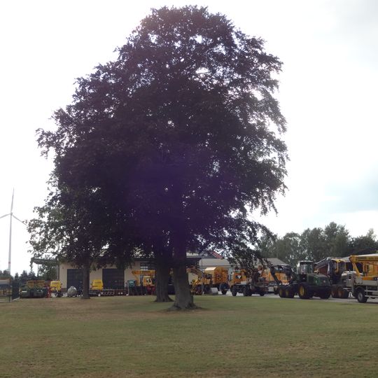 Naturdenkmal Blutbuche