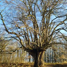 Černčínská lípa