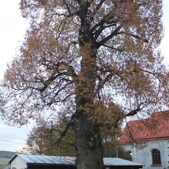 Lípa v Lesné u pana Hrčína