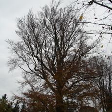 Buk lesní u zříc. hradu Orlík