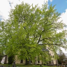 Luther beech in Niederbobritzsch