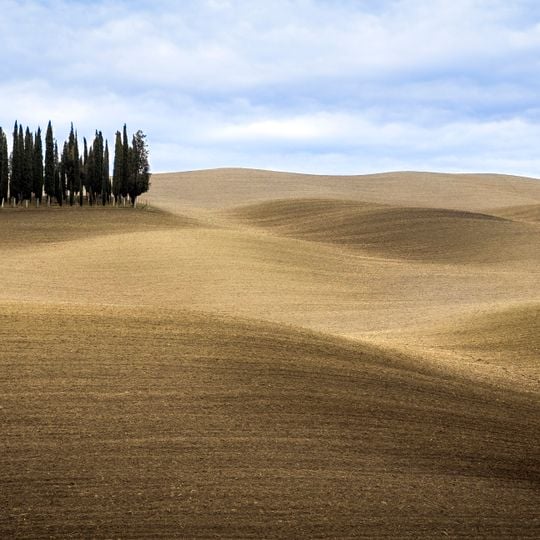 Cipressi di San Quirico d'Orcia