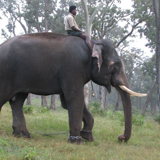 Mathikettan Shola National Park