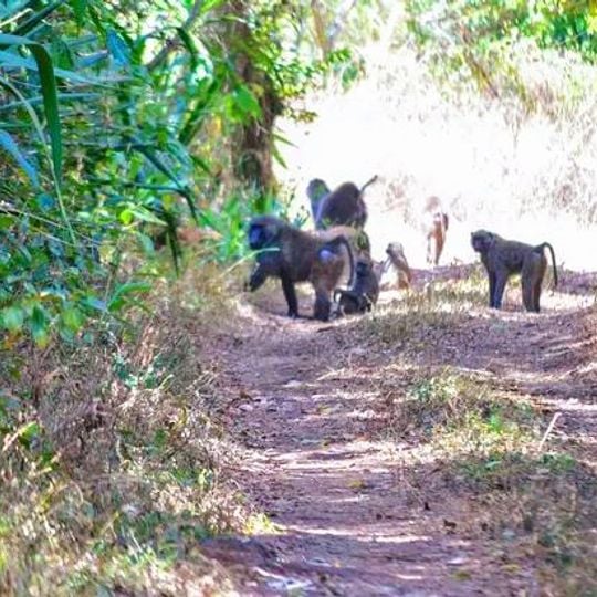 Nationalpark Ruvubu